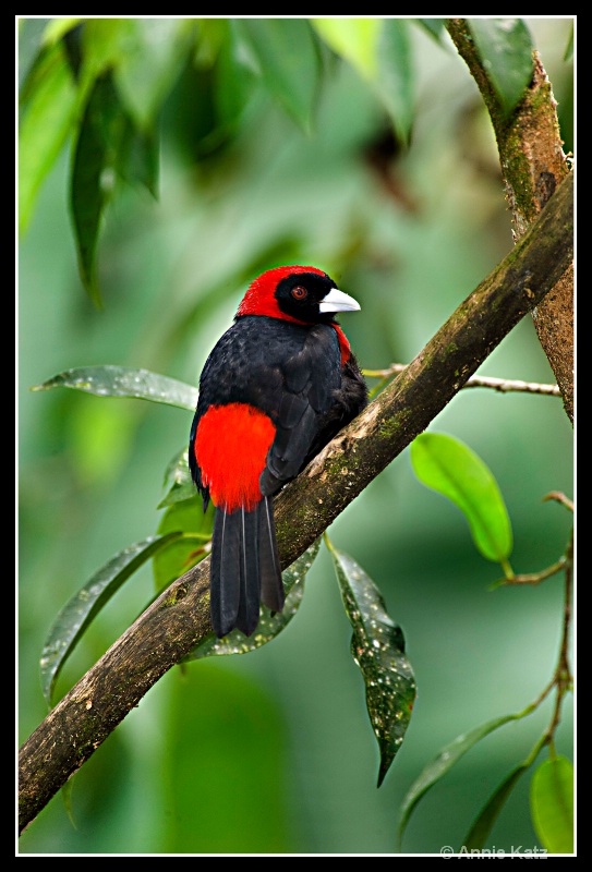 red   black tanager - ID: 7682880 © Annie Katz