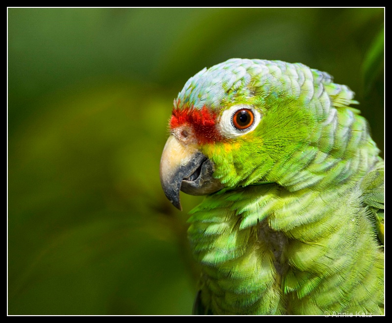 red   green parrot - ID: 7682884 © Annie Katz