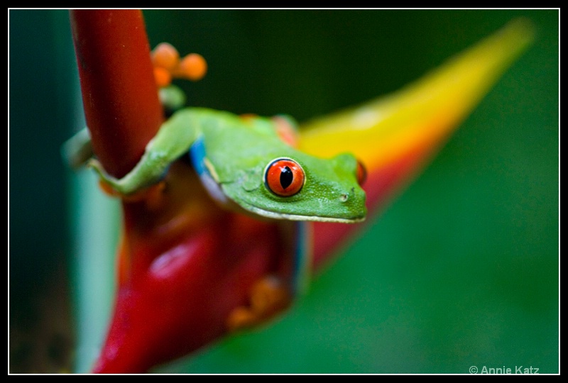 red eye tree frog - ID: 7682888 © Annie Katz