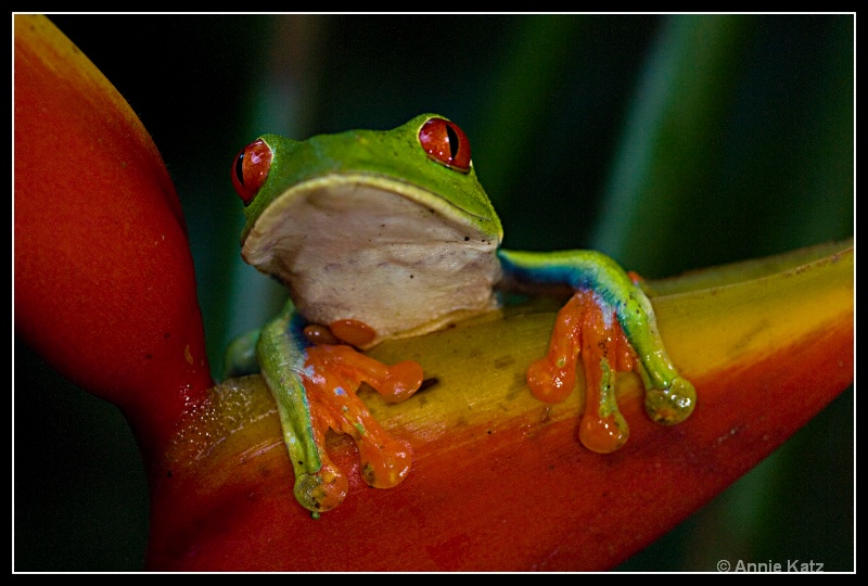 red eyed tree frog - ID: 7682890 © Annie Katz