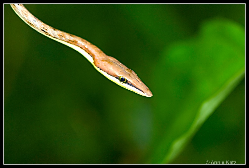 snake 2 - ID: 7683028 © Annie Katz