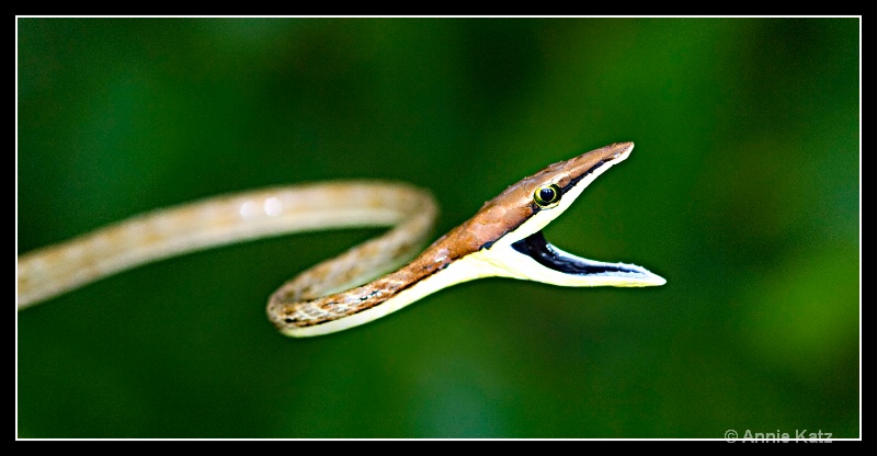 snake - ID: 7683030 © Annie Katz