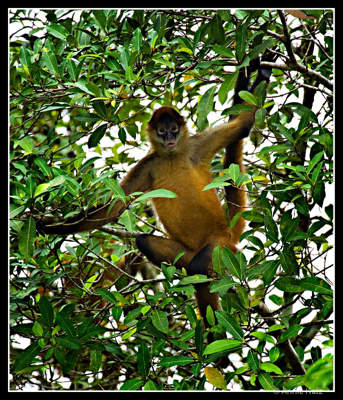 spider monkey - ID: 7683033 © Annie Katz