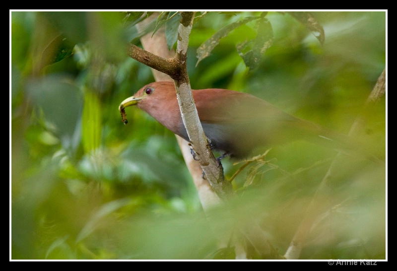 squirrel cuckoo - ID: 7683035 © Annie Katz