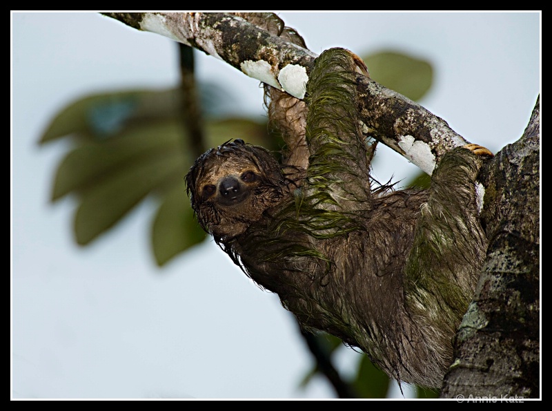 three toed sloth - ID: 7683036 © Annie Katz