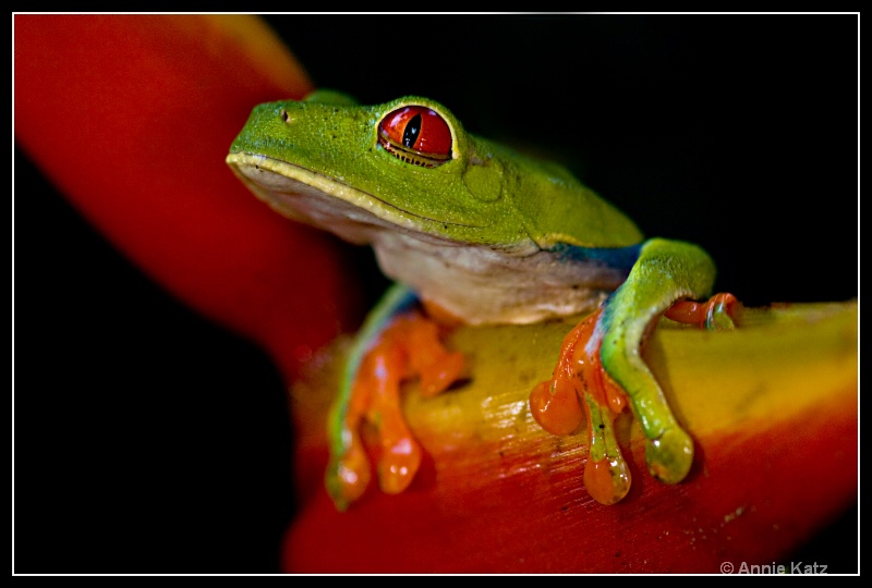 tree frog - ID: 7683039 © Annie Katz