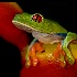 © Annie Katz PhotoID # 7683039: tree frog