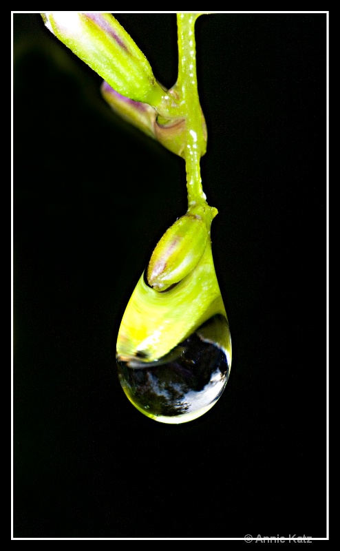 water drop - ID: 7683046 © Annie Katz