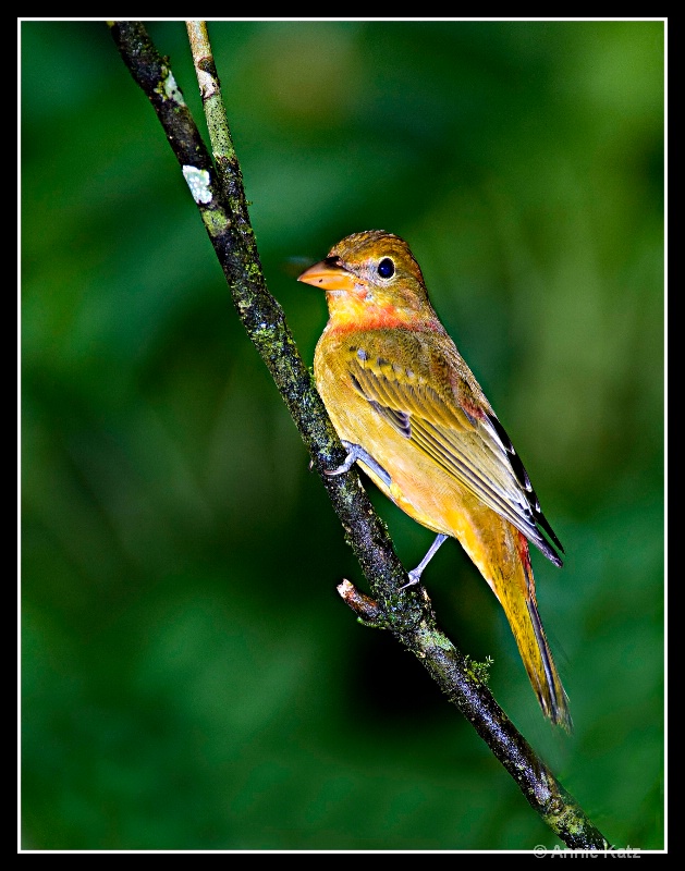 yellow bird - ID: 7683053 © Annie Katz