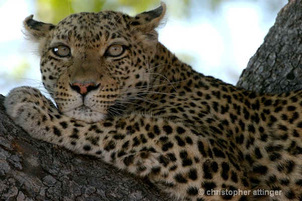  BOB_0251 - leopard lying on tree branch - ID: 7683370 © Chris Attinger