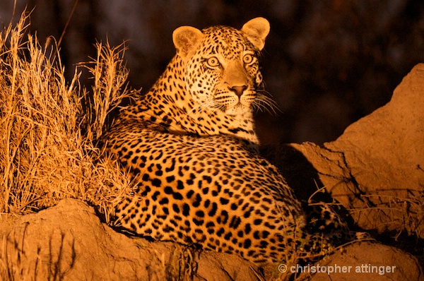 DSC_4482 - male leopard on termite mound at night - ID: 7683375 © Chris Attinger