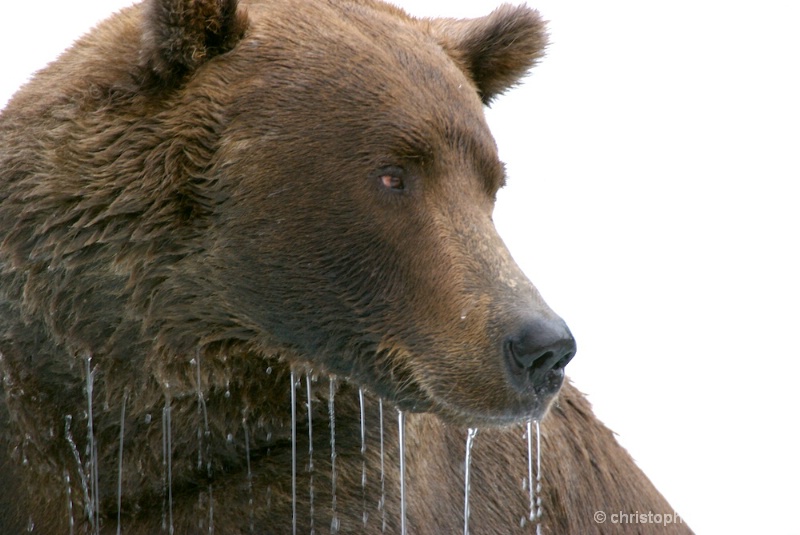 DSC_ 0125 - Male brown bear head waterfall - ID: 7683741 © Chris Attinger