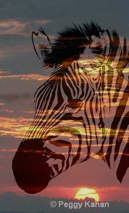 Sunset over zebra