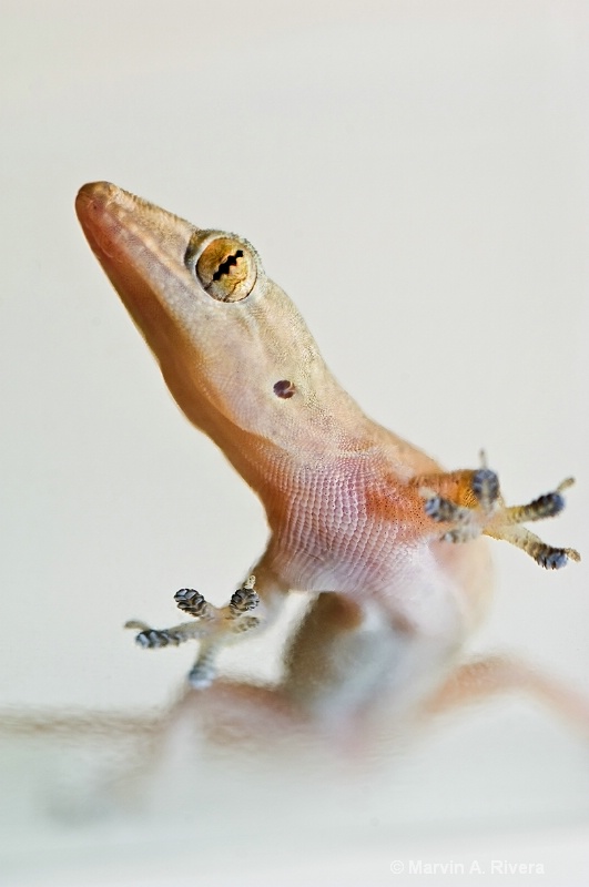 The Gecko on my Window