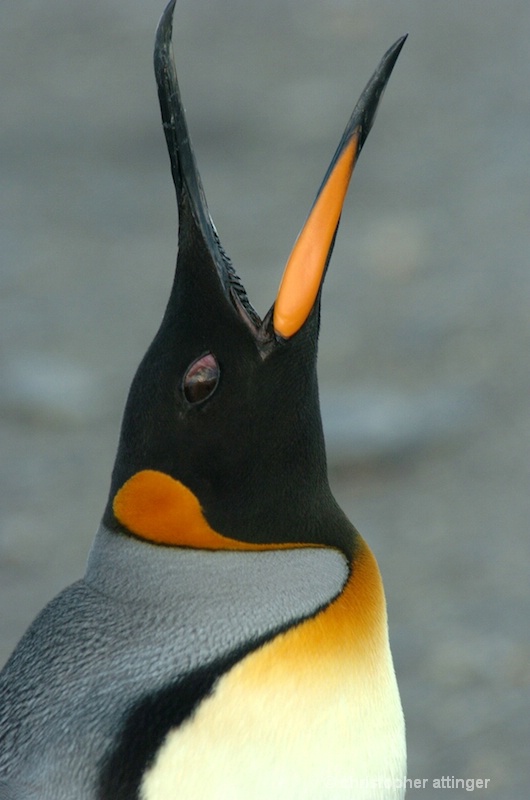 King penguin calling - ID: 7685883 © Chris Attinger
