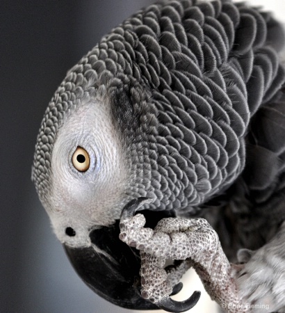 Parrot Ponders