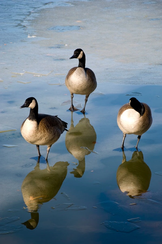 Canadian geese, Virginia Lake, Reno