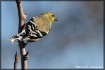 Morning Goldfinch