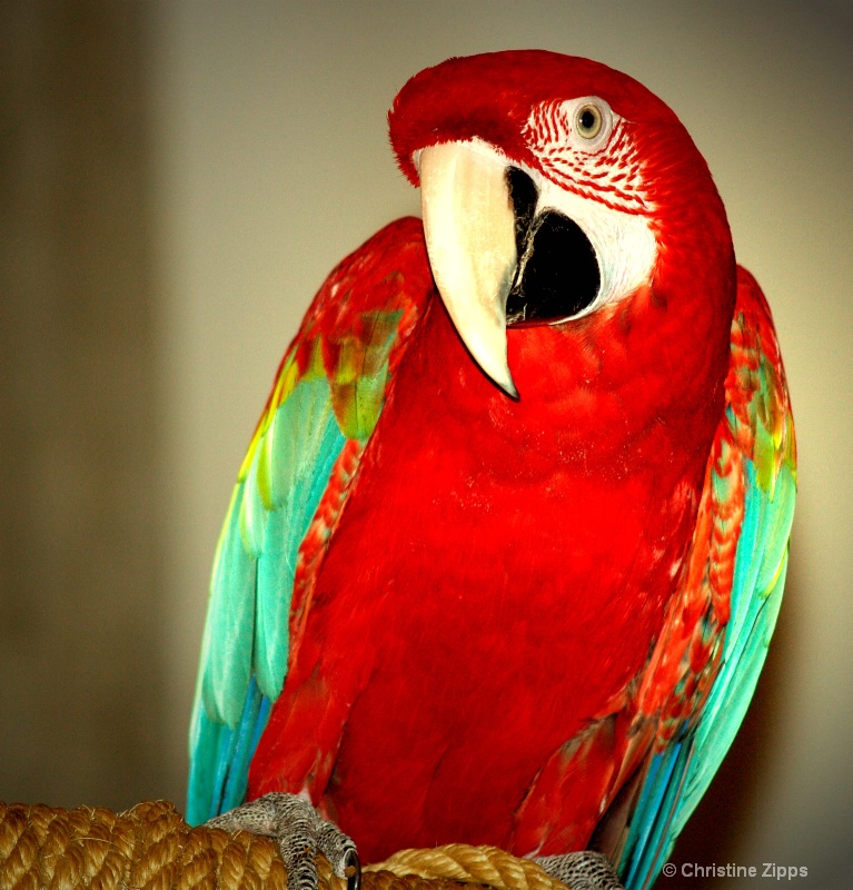 Macaw II