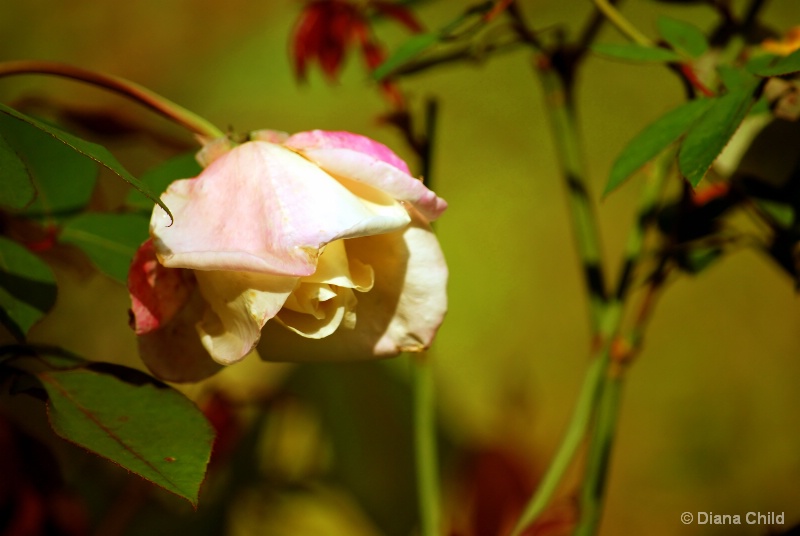 In the Rose Garden