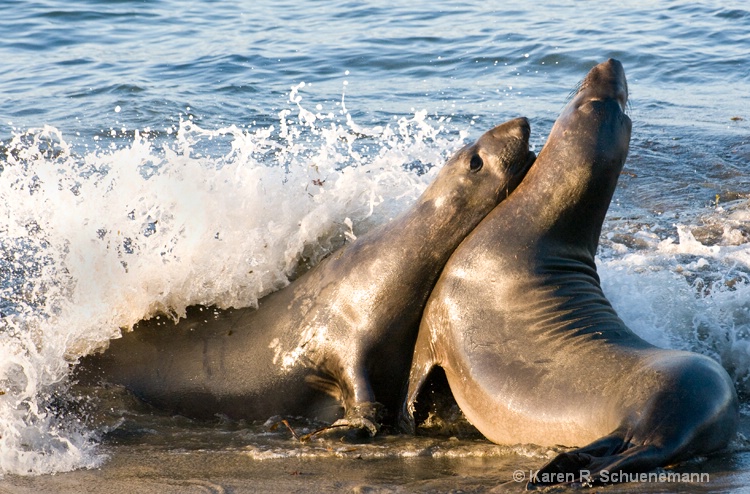Elephant Seal Conquest