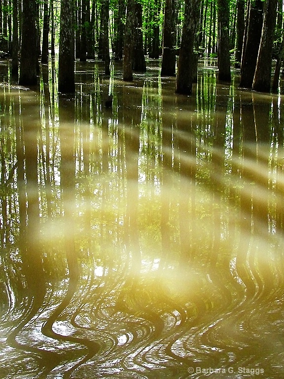 Light in the Swamp