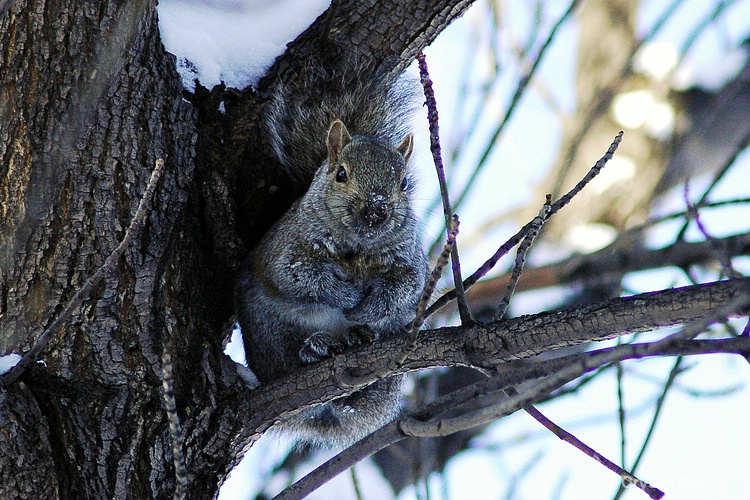 SQUIRREL IN A TREE