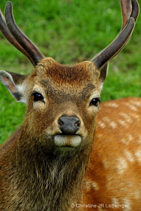 Kiss Me My Deer....