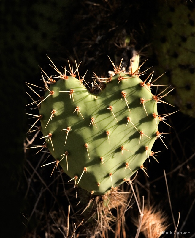 Cactus Heart