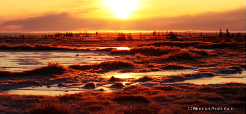 Tundra Sunrise