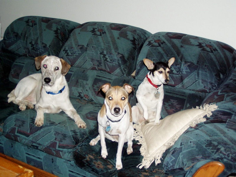 Dogs on the Couch