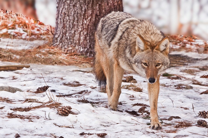 Coyote stalking