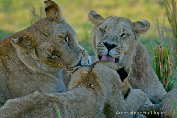_BOB0051 lion pride bonding - ID: 7705517 © Chris Attinger