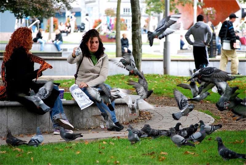 Pigeons in the park; Galway, Ireland
