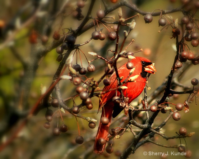 Cardinal In A Cherry Tree