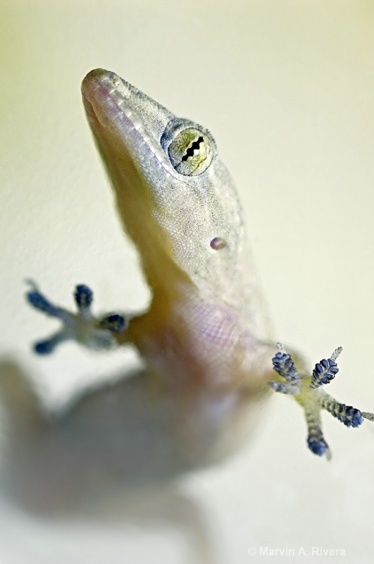 The Gecko on my Window II