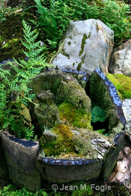 Old Stump with Moss