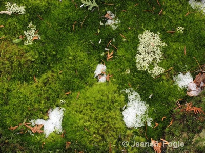 Lichens and Moss in Snow