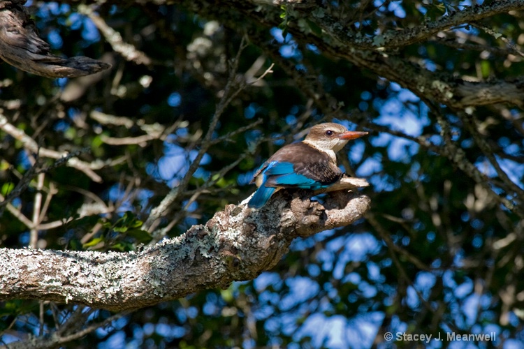 Kingfisher- Kariega, S Africa - ID: 7711396 © Stacey J. Meanwell