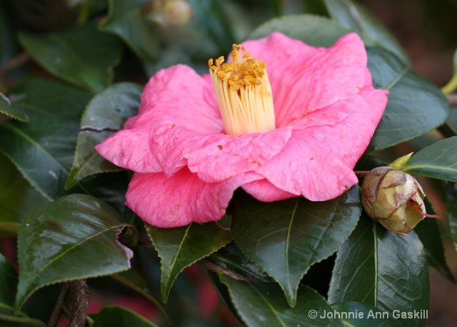 Stages of the Camellia