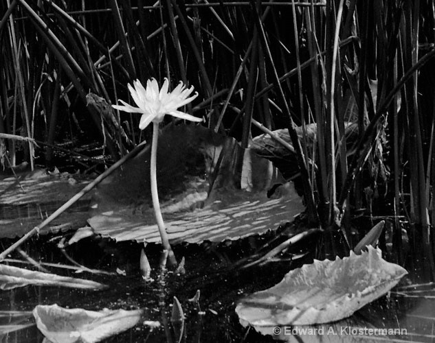  solitary water lily in woods 