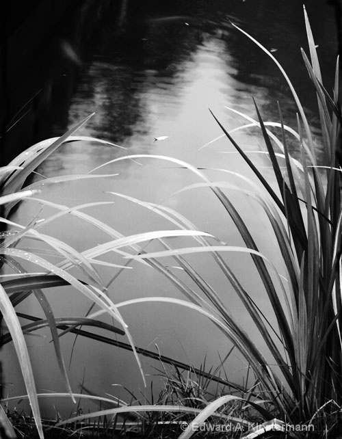Reeds,Water and leaf