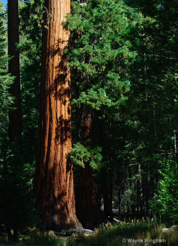Sequoia in Mariposa Grove Yosemite