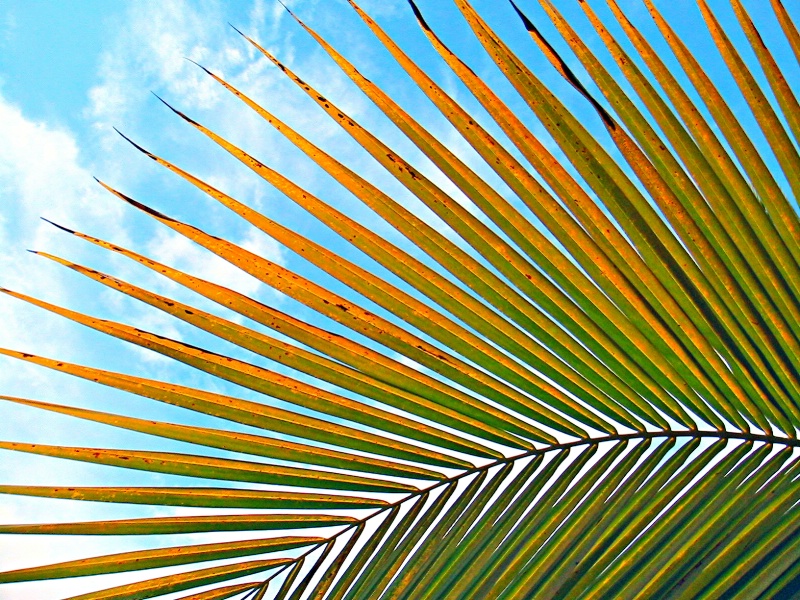 Looking up at palm leaves