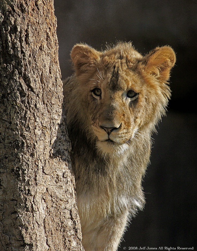 Young Lion Cub checking things out.
