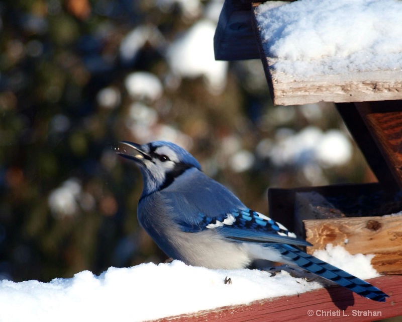 blue jay eating seeds