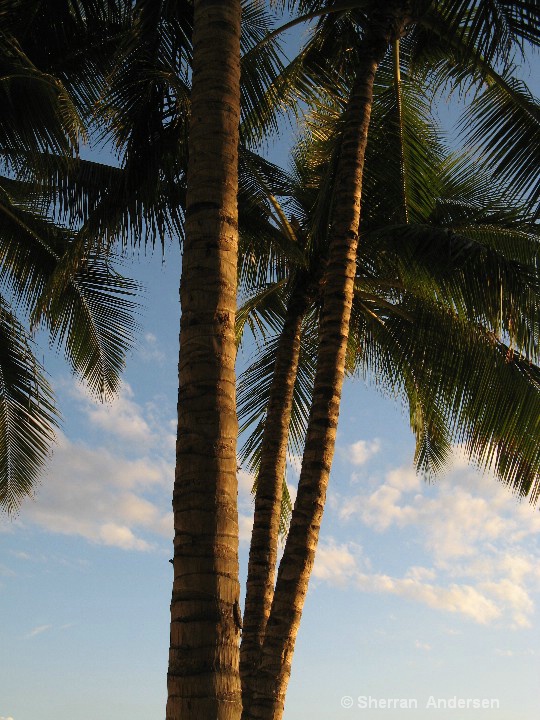 Sun Soaked Palms