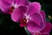 Orchid Spectacula...