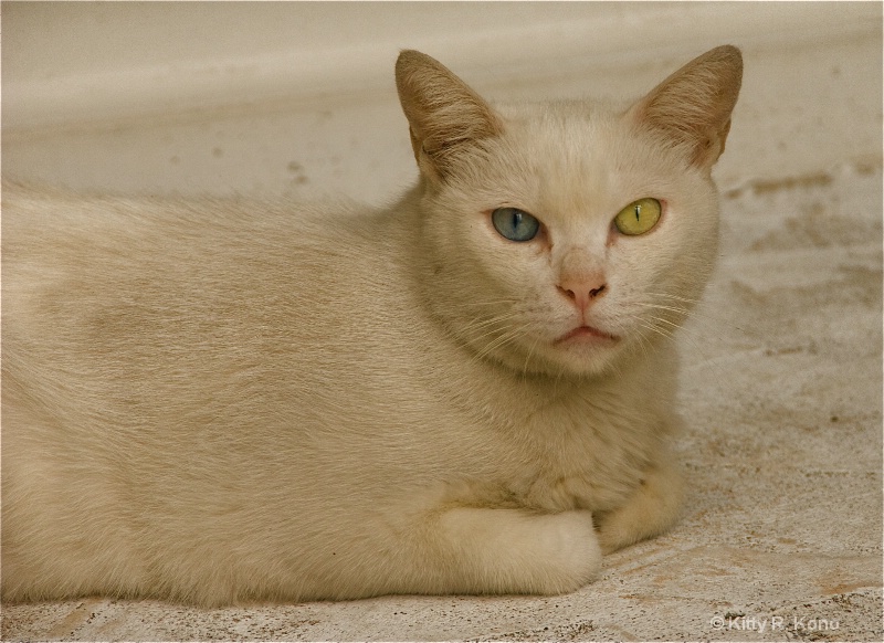 Blue and Green Eyed Cat - ID: 7719309 © Kitty R. Kono