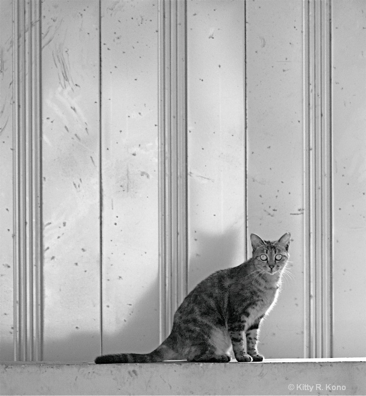 Plain Old Cat - ID: 7719310 © Kitty R. Kono